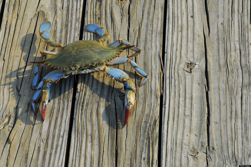 O Maryland Blue Crabs Facebook Southern Boyz Outdoors